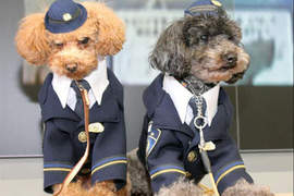 超人氣日本玩具貴賓警犬~可愛發行寫真集囉! 超人氣日本玩具貴賓警犬~可愛發行寫真集囉!