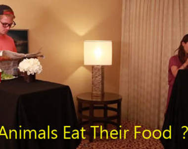 《動物都怎麼吃食物的》趴兔 這到底在演什麼啦XD 《動物都怎麼吃食物的》趴兔 這到底在演什麼啦XD