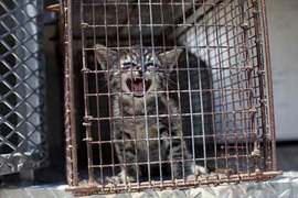 《收容所裡的動物》愛牠 就不要拋棄牠ಥ_ಥ 《收容所裡的動物》愛牠 就不要拋棄牠ಥ_ಥ