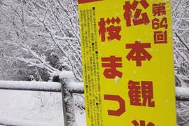 白雪覆蓋櫻花季卻意外出現「櫻雪」的奇蹟美景♥ 白雪覆蓋櫻花季卻意外出現「櫻雪」的奇蹟美景♥