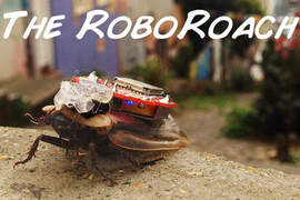 「RoboRoach」哀鳳遙控蟑螂 趕快收服屬於你的神奇寶貝吧(驚!?) 「RoboRoach」哀鳳遙控蟑螂 趕快收服屬於你的神奇寶貝吧(驚!?)
