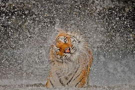 2012《國家地理雜誌攝影大賽》得獎優勝出爐 趕快來欣賞吧~ 2012《國家地理雜誌攝影大賽》得獎優勝出爐 趕快來欣賞吧~