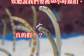 超謎生放送企劃《花園鰻60小時觀察》搞不好會很有人氣...(呆) 超謎生放送企劃《花園鰻60小時觀察》搞不好會很有人氣...(呆)