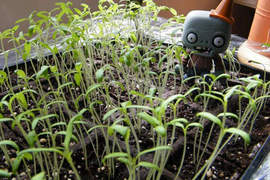 《植物大戰殭屍2》今夏到來?好歹也秀一點遊戲畫面嘛... 《植物大戰殭屍2》今夏到來?好歹也秀一點遊戲畫面嘛...