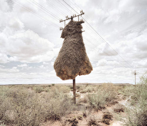 《藝術鳥巢》創作者當然是鳥類裡的建築師囉♥