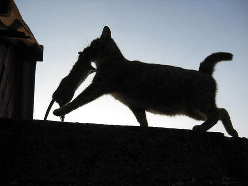 《貓影繪》超美的貓咪身影～