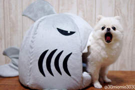 原來鯊魚吃博美竟然會是件如此可愛的事(。◕ˇ∀ˇ◕人) 原來鯊魚吃博美竟然會是件如此可愛的事(。◕ˇ∀ˇ◕人)