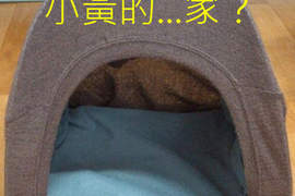 網友《自製狗窩》這到底是要給誰住的啦www? 網友《自製狗窩》這到底是要給誰住的啦www?