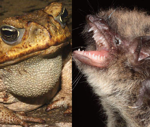 海蟾蜍vs蝙蝠 兩双大口的競爭到底誰能吃誰呢? 海蟾蜍vs蝙蝠 兩双大口的競爭到底誰能吃誰呢?