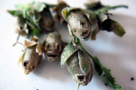 詭異《金魚草植物》骷髏頭模樣太嚇人(怕) 詭異《金魚草植物》骷髏頭模樣太嚇人(怕)
