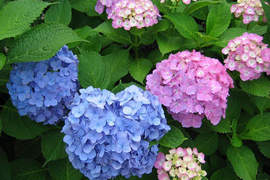 東京輕旅行《紫陽花開》微雨賞花去 東京輕旅行《紫陽花開》微雨賞花去