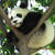 真實版《功夫熊貓》爬樹可是很厲害的～（拇指）