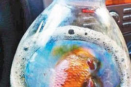 杯底不可養金魚 那可樂瓶裡呢...?(吐) 杯底不可養金魚 那可樂瓶裡呢...?(吐)