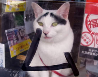 看起來超無辜《八字眉的幸運店貓》 看起來超無辜《八字眉的幸運店貓》