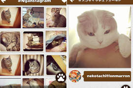 貓的Instagram《Nyanstagram》按照貓種分類的超方便app 貓的Instagram《Nyanstagram》按照貓種分類的超方便app