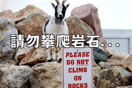 《超叛逆的動物們》欸欸欸標示牌看一下嘛... 《超叛逆的動物們》欸欸欸標示牌看一下嘛...