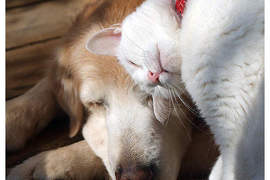 犬派&貓派的《戀愛心理測驗》喜歡的動物也會影響你的戀愛傾向? 犬派&貓派的《戀愛心理測驗》喜歡的動物也會影響你的戀愛傾向?