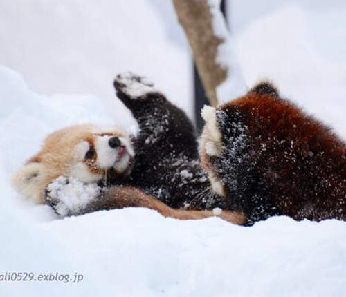 《小貓熊》爆萌玩雪姿 好想偷偷抱走一隻喔~(抱緊) 《小貓熊》爆萌玩雪姿 好想偷偷抱走一隻喔~(抱緊)
