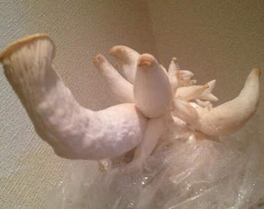 閱覽注意級的杏鮑菇栽培 這真的是地球上的生物嗎(苦笑) 閱覽注意級的杏鮑菇栽培 這真的是地球上的生物嗎(苦笑)