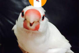 《鳥呆毛》文鳥頭上冒出了呆毛~讓人好想拔σ`∀´)σ 《鳥呆毛》文鳥頭上冒出了呆毛~讓人好想拔σ`∀´)σ