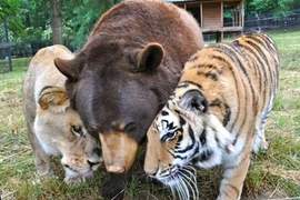 《患難見真情》熊、獅子、老虎,一段跨越種族的友情! 《患難見真情》熊、獅子、老虎,一段跨越種族的友情!