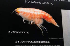 短腳雙眼鉤蝦(Hirondellea gigas) 日本網友覺得這好像一貫鮮蝦握壽司 短腳雙眼鉤蝦(Hirondellea gigas) 日本網友覺得這好像一貫鮮蝦握壽司