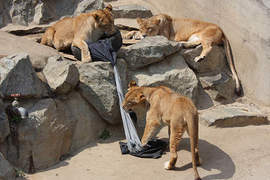 《ZOO JEANS》被動物園猛獸蹂躪過的牛仔褲還能穿嗎? 《ZOO JEANS》被動物園猛獸蹂躪過的牛仔褲還能穿嗎?