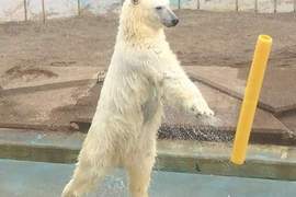 《北海道動物園會揮棒的北極熊》裡面真的沒有人嗎? 《北海道動物園會揮棒的北極熊》裡面真的沒有人嗎?