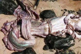 《證實美人魚的存在》真的假的?人魚屍體現身? 《證實美人魚的存在》真的假的?人魚屍體現身?