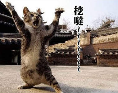 《忍者貓》人家飛簷走壁不需要替身喵的辣ΦᴗΦ 《忍者貓》人家飛簷走壁不需要替身喵的辣ΦᴗΦ