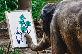 《大象畫畫》動物們是天生藝術家 《大象畫畫》動物們是天生藝術家