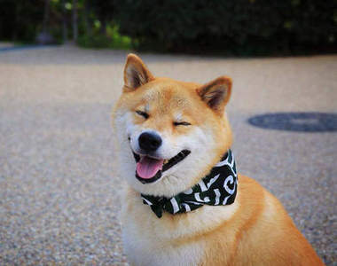 這隻柴犬會治病 心情煩悶時找他馬上就會好起來~ 這隻柴犬會治病 心情煩悶時找他馬上就會好起來~