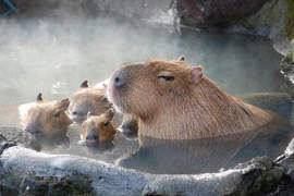 冬天才看得到的動物園景象 沒想到大家都意外的有元氣呢♥ 冬天才看得到的動物園景象 沒想到大家都意外的有元氣呢♥