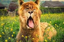 《超有違和感的動物合成圖》看完總是會心一笑 《超有違和感的動物合成圖》看完總是會心一笑