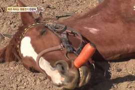 《懶洋洋家裡蹲馬兒》馬界宅宅王駕到~ 《懶洋洋家裡蹲馬兒》馬界宅宅王駕到~