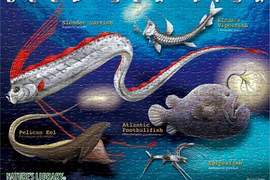 神奇深海生物《海惡魔》感覺深海裡面很多外星生物捏... 神奇深海生物《海惡魔》感覺深海裡面很多外星生物捏...