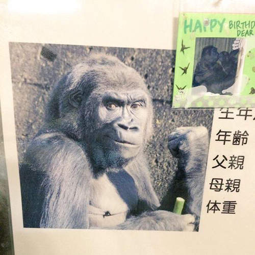 麻豆級《超帥大猩猩》現在的動物園都有教你們擺POSE齁（誤）