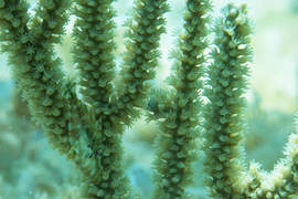 2秒消失《擬態魚》速度之快連科學家都看傻了 2秒消失《擬態魚》速度之快連科學家都看傻了