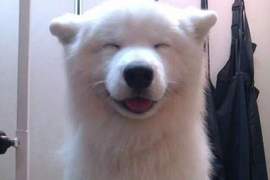 治癒人心的《狗狗微笑瞬間》你的笑容是我的動力來源♥ 治癒人心的《狗狗微笑瞬間》你的笑容是我的動力來源♥