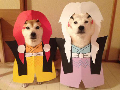 《柴犬的Cosplay》看他們打扮起來超有模有樣的XD