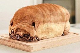 《看起來很好吃的動物》食物?動物?傻傻分不清楚啦~ 《看起來很好吃的動物》食物?動物?傻傻分不清楚啦~