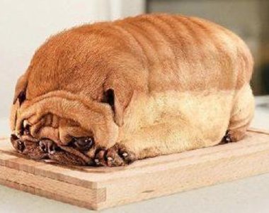 《看起來很好吃的動物》食物?動物?傻傻分不清楚啦~ 《看起來很好吃的動物》食物?動物?傻傻分不清楚啦~