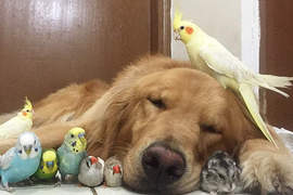 《動物家族》黃金獵犬跟鳥還有倉鼠都是好朋友 《動物家族》黃金獵犬跟鳥還有倉鼠都是好朋友