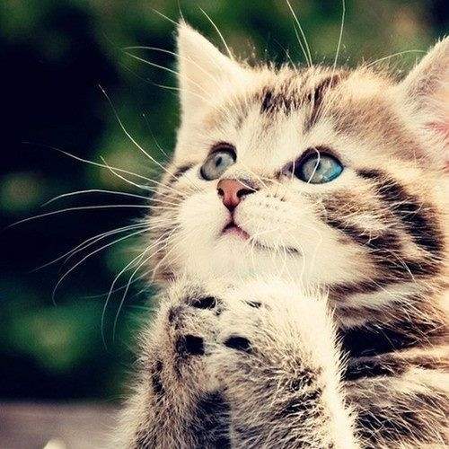 你可能不知道的《貓咪冷知識》你知道貓嚐不出什麼口味嗎? 你可能不知道的《貓咪冷知識》你知道貓嚐不出什麼口味嗎?