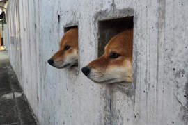 《壁犬》從牆壁洞裡探頭出來已經變成狗狗間的新流行惹嗎ww 《壁犬》從牆壁洞裡探頭出來已經變成狗狗間的新流行惹嗎ww