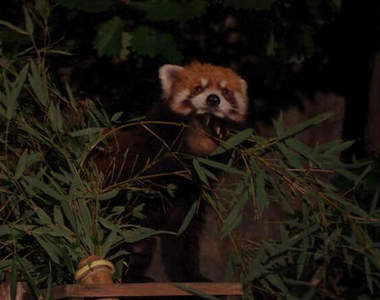 《夜晚的動物園》可以看到動物們不太一樣的面貌 《夜晚的動物園》可以看到動物們不太一樣的面貌