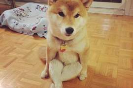 擁有人類坐姿的柴犬《Mikho》用屁屁坐比較舒服嘛~ 擁有人類坐姿的柴犬《Mikho》用屁屁坐比較舒服嘛~