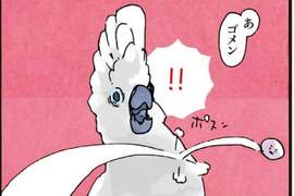 漫畫《鸚鵡的生活雜記》你家的鳥兒也有這麼俏皮嗎? 漫畫《鸚鵡的生活雜記》你家的鳥兒也有這麼俏皮嗎?