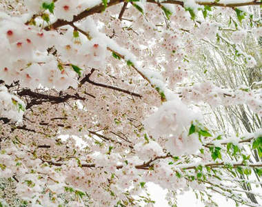 日本超夢幻《雪櫻》難得的4月雪好冷但也好美啊~(。☬0☬。) 日本超夢幻《雪櫻》難得的4月雪好冷但也好美啊~(。☬0☬。)