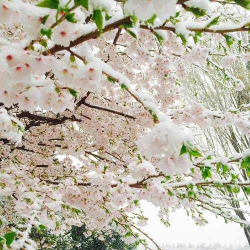 日本超夢幻《雪櫻》難得的4月雪好冷但也好美啊~(。☬0☬。) 日本超夢幻《雪櫻》難得的4月雪好冷但也好美啊~(。☬0☬。)